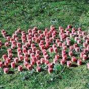 Daphne im Rausch der Rhythmen II