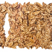 Daphnes Selbstbildnis VI